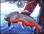 Colorful Brookie - Outdoors Network