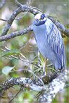 Resized Yellow Crown Night Heron2 - Outdoors Network