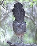 Chachalaca - Outdoors Network