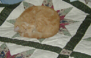 Buddy on a Quilt
