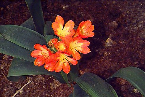 clivia