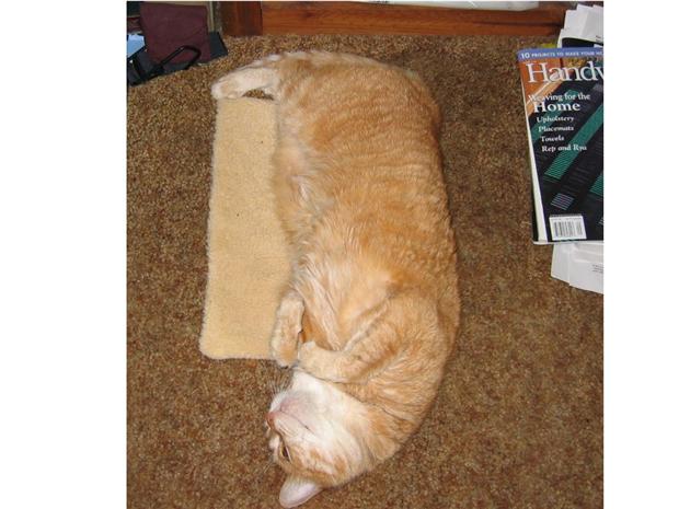 Cheddar's Catnip Catnap