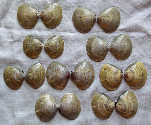 Clam shell colors