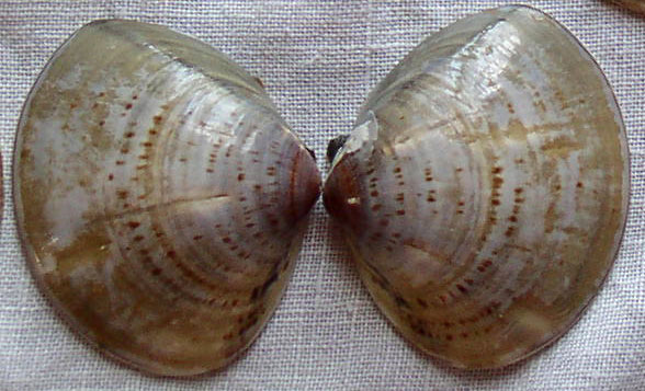 Clam shell portrait