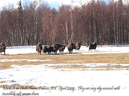 Musk Ox in Palmer, AK