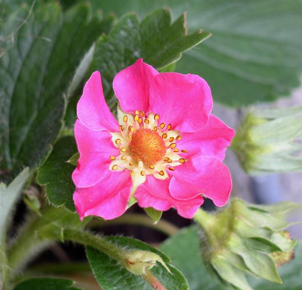 Strawberry blossom