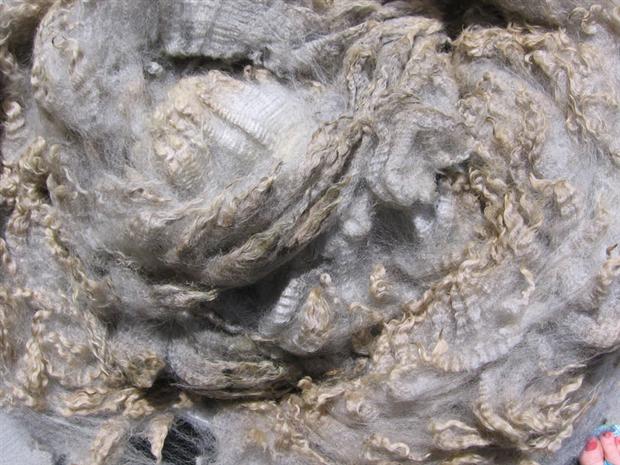 Romney fleece, rolled