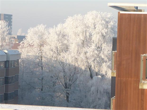 Frosty Trees