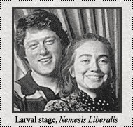 Liberal Nemesis - larval