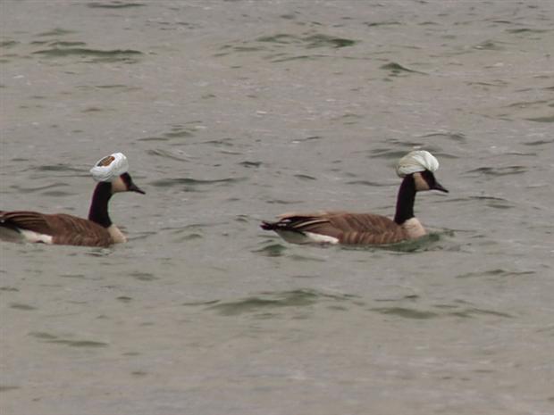 Taliban Geese