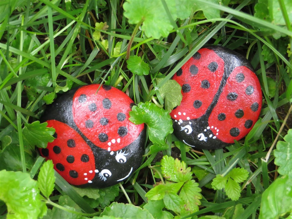 ladybug rocks