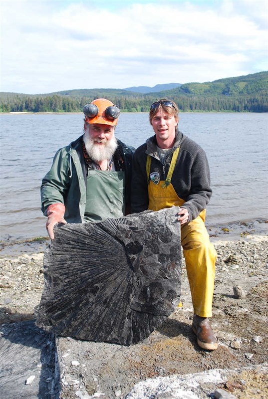 Alaska Palm Tree Fossil