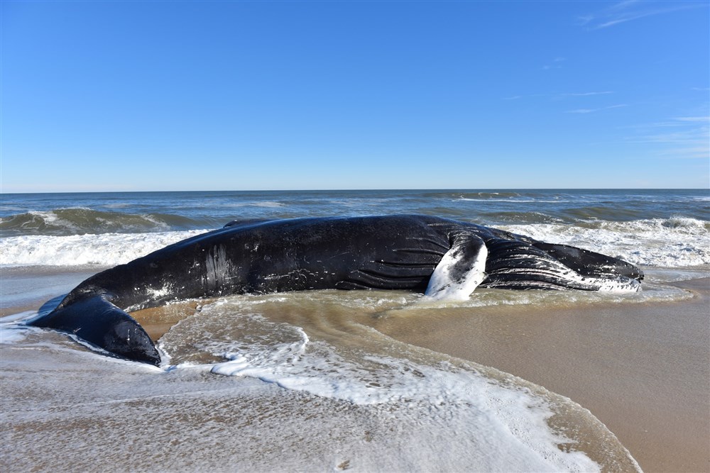 Dead Whale at Assateague