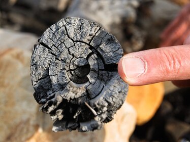 Mummified wood from Arctic