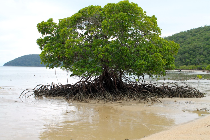 Trees growing Great Barrier Reef