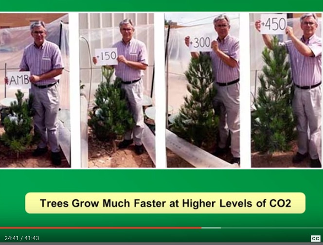 CO2 boosts tree growth