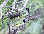 Green Jays - Outdoors Network