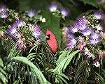 Cardinal in Mimosa - Outdoors Network