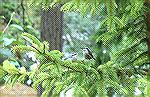 red breasted nuthatch? - Outdoors Network