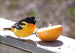 Baltimore Oriole - Outdoors Network