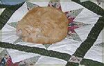 This is our old cat, Buddy, curled up on our quilt.  He died on 10/29/01 at the ripe old age of 15.