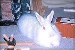 This is Zack, our dwarf angora rabbit, relaxing at home in the midst of his various sculpting projects.Zack at homeRuthMacGregor