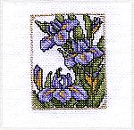 My little iris completed - in counted cross stitch stitched over one thread using one strand of fibre.Finished Iris - ccs o/oDawn Wheeler