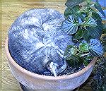 Cheryl Gielow's cat, Furball, chose a peculiar pot for a nap.  She was not inclined to acknowledge the photographer''s existence. Furball was entertaining Lynn, Cheryl and Laura M.Furball's BedLynn Bl