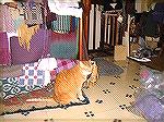 And of course, here''s Cheddar-Cat, the official loom room helper. I think she stuck her nose into several of these pictures... she approves weavings by sleeping on them.Loom Room 4Debbie Rindfleisch