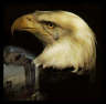 America's EagleWeeping EagleShady