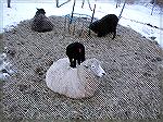 This is one of my ewes and one of her lambs (we think, it's hard to tell them apart).  The lambs tend to *conquer* whatever is there to climb on, and many of them will nap on the back of anyone who li