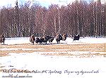 Nash Musk Ox Farm in Palmer, Alaska in April 2005