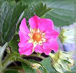 This astonishing bloom is the flower of this year's strawberry plants at our house.

I think it would be wonderful to weave something wearable with these pinks and greens....