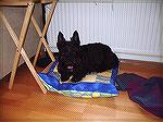 This is a picture of Hector, my uncle's elderly Scottie dog on the cushion I made for him when he was staying with me on his vacation. As he has longish hair it's difficult to make him out as anything