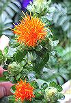 These are the flowers of Carthamus tinctorius -- the safflower used for dyeing.

