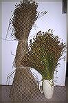 The tall plants on the left are a variety of flax grown for fiber; on the right, a variety grown for seed.

