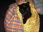 This is Sid, my mum's cat, enjoying his new quilt on Christmas Eve. He's recently taken to making nests and this suits him perfectly. 

Catriona, Edinburgh