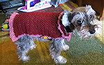 This is the coat I crochet for Pepper. It's 100% polyester Red Heart yarn. It's done from a free Red Heart pattern. This pattern works up quickly.
Kyra 