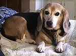 Chessie is an 8-year old beagle that joined my family in July 2020