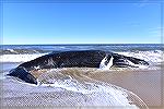 Dead whale found on Assateague Island in January 2023.  Opponents of offshore wind turbines point to unusual whale death tolls along the US eastern seaboard.   Congressman Andy Harris calls for offsho