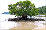Mangrove forests are rapidly expanding on remote sand cays in the northern Great Barrier Reef, capturing carbon and helping tiny islands grow.  Such trees provide fertile homes for various aquatic cre