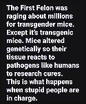 Those pesky trans mice
